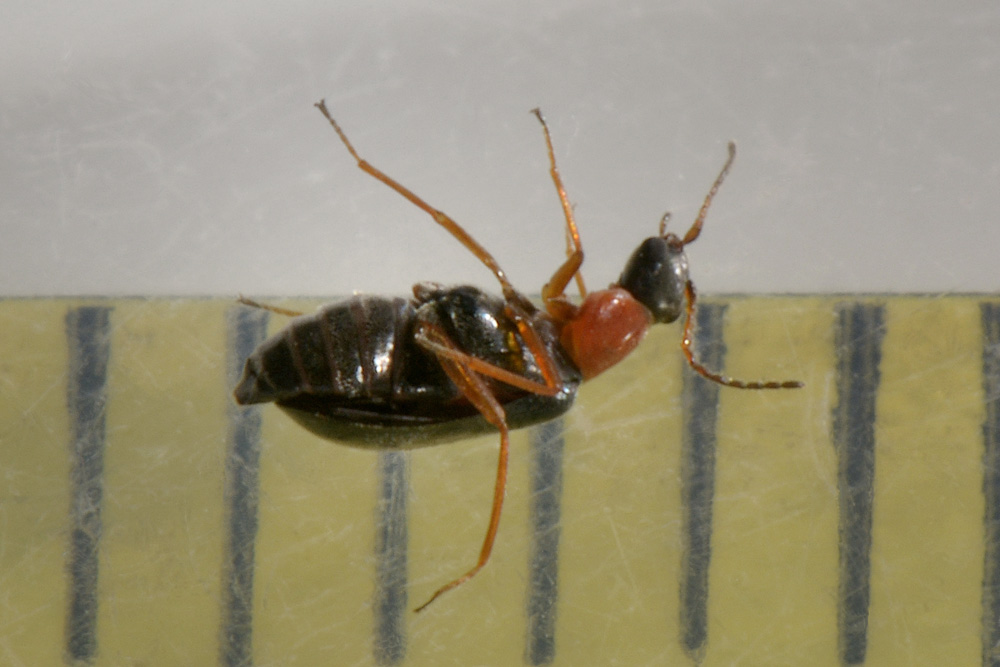 Malachiidae: Hypebaeus sp.